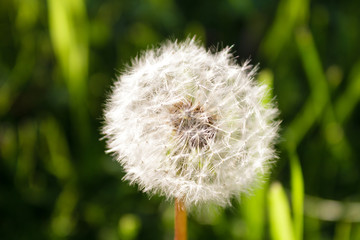 Photo of a dandelion on a green grass background