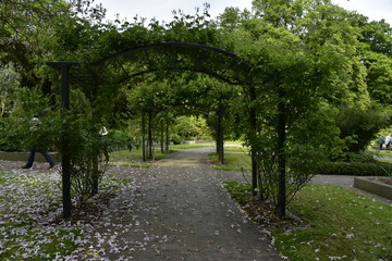 Voûtes de verdure ombragées au jardin de l'orangerie du Jardin Botanique National de Belgique à Meise