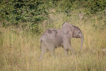 Obraz na płótnie Canvas A young Elephant walking in the grass.