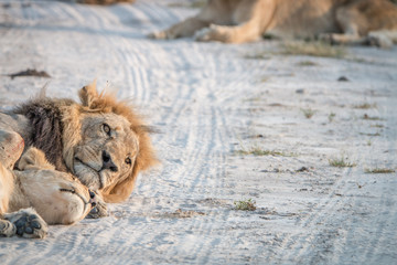 Two Lions sleeping on the road.