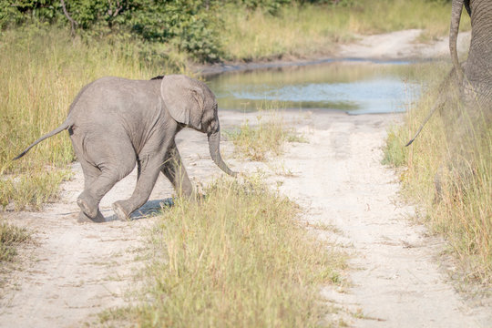 A young Elephant walking on the road.