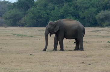 Indian elephants in Kaudulla National Park in Sri Lanka.