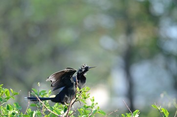 Anhinga drying