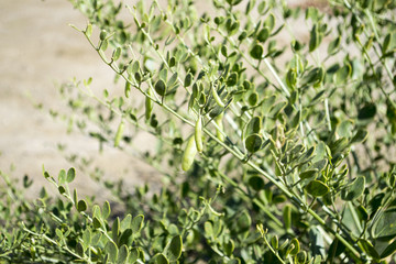 plantas del bosque mediterraneo