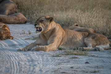 Naklejka na ściany i meble A female Lion yawning on the road.