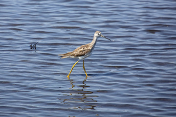Lesser yellowlegs wading in a saltwater pond, Merritt Island, Florida.