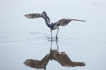 Tricolored heron wading with wings outspread at Merritt Island, Florida.