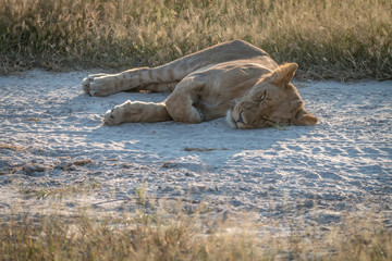 A Lion cub sleeping on the side of the road.