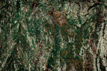 Natural wooden texture of section of an old tree