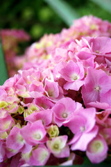 Many flowers of hydrangeas, painted in pink color