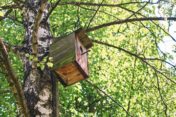 Wooden nesting-box attached to a birch tree