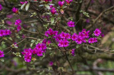  Pink Rhododendron.  Azalea  branch.  Soft  focus.
