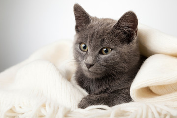 Fototapeta na wymiar gray kitten wrapped in a blanket, smoky cat in blanket on a gray background.