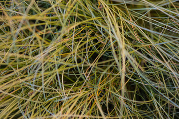 Texture einer Gras mit Langem Halmen 