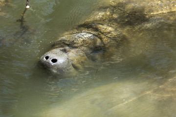 Manatee with nose just above the surface, Merritt Island, Florida.