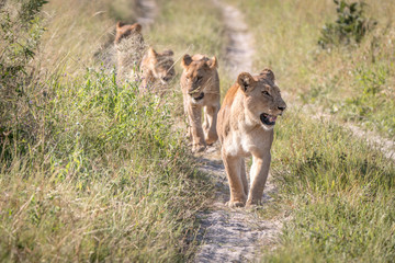 Naklejka na ściany i meble A pride of Lions walking on the road.