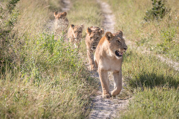 A pride of Lions walking on the road.