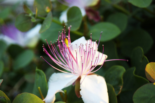 Capers flower