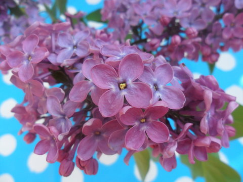 lilas de mon jardin