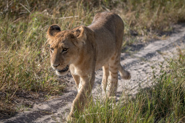 A Lion cub walking on the road.