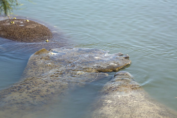 Three manatees floating at Merritt Island National Wildlife Refuge, Florida.