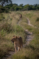 A Lion cub walking on the road.