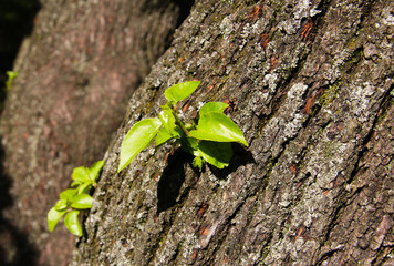 Green leaves sprouting on a tree