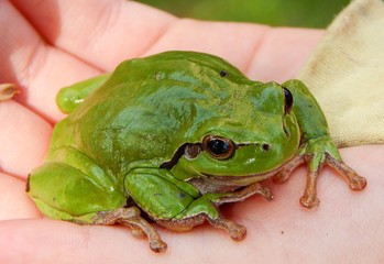 Laubfrosch