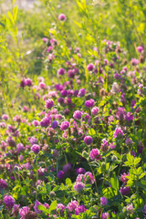 many clovers sun shine black lit