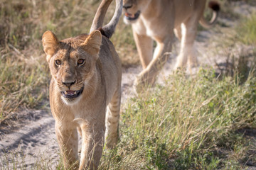 Two Lions bonding on the road.