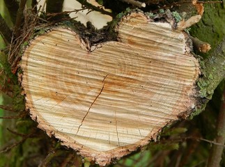 Holz in Herzform