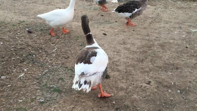 Aşık Veysel Rekreasyon Alanı G&ouml;leti ve Kazlar Bornova, Izmir Ducks