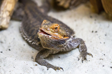Bearded Agama is walking along the sand.