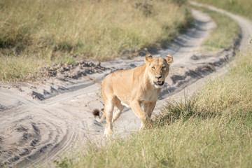 Fototapeta na wymiar A female Lion walking on the road.