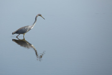 Tricolored heron wading in a pond at Merritt Island, Florida.