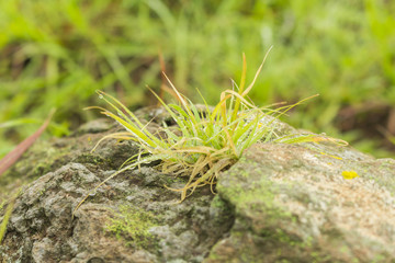 Arbusto en la roca