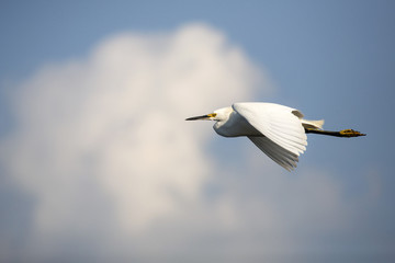 Snowy egret flying past a white cloud at Merritt Island, Florida.