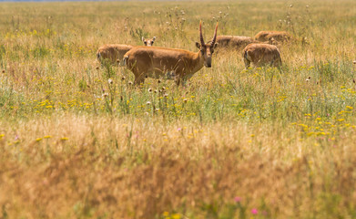 In savannah, steppe, prairie a herd of saigas is grazed.