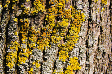Tree bark with lichen closeup