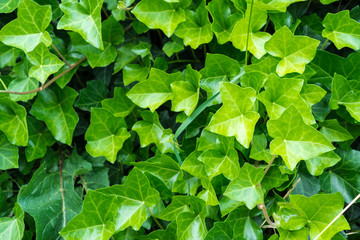 Fototapeta na wymiar green leaves of ivy 