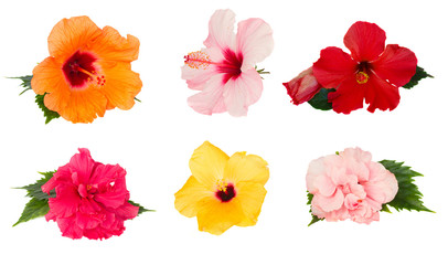 tropical flowers - set of fresh multicilored hibiscus flowers isolated on white background