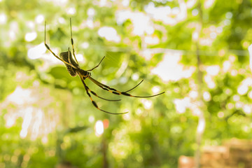 Araña que parece flotar 