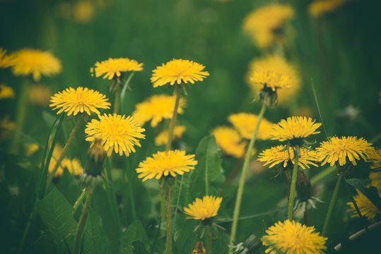 Dandelion yellow flower growing on the green meadow in spring time, natoral seasonal floral background with copy space