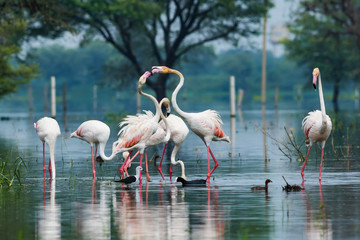 scenery by greater flamingo flock with a scenic blue background at keoladeo national park, bharatpur,  india