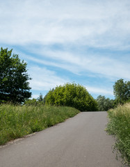 Fototapeta na wymiar Path through a green summer Forest