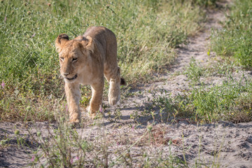 A Lion cub walking towards the camera.