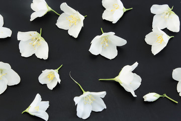 Jasmine on a Black Background