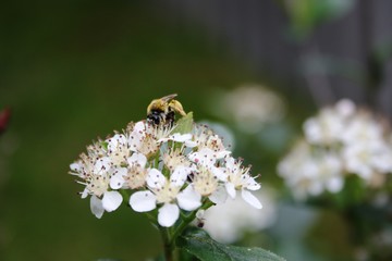 bee