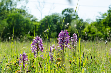 Summer flowers in the green grass