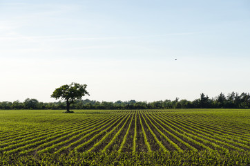 Farmers corn field by spring season